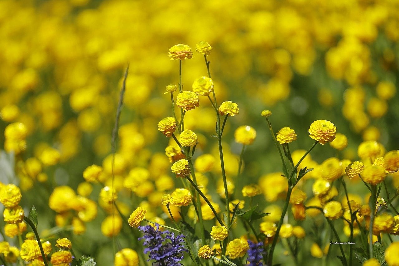 Un campo de flores amarillas en flor con algunas flores moradas en primer plano, sobre un fondo borroso de más flores amarillas.