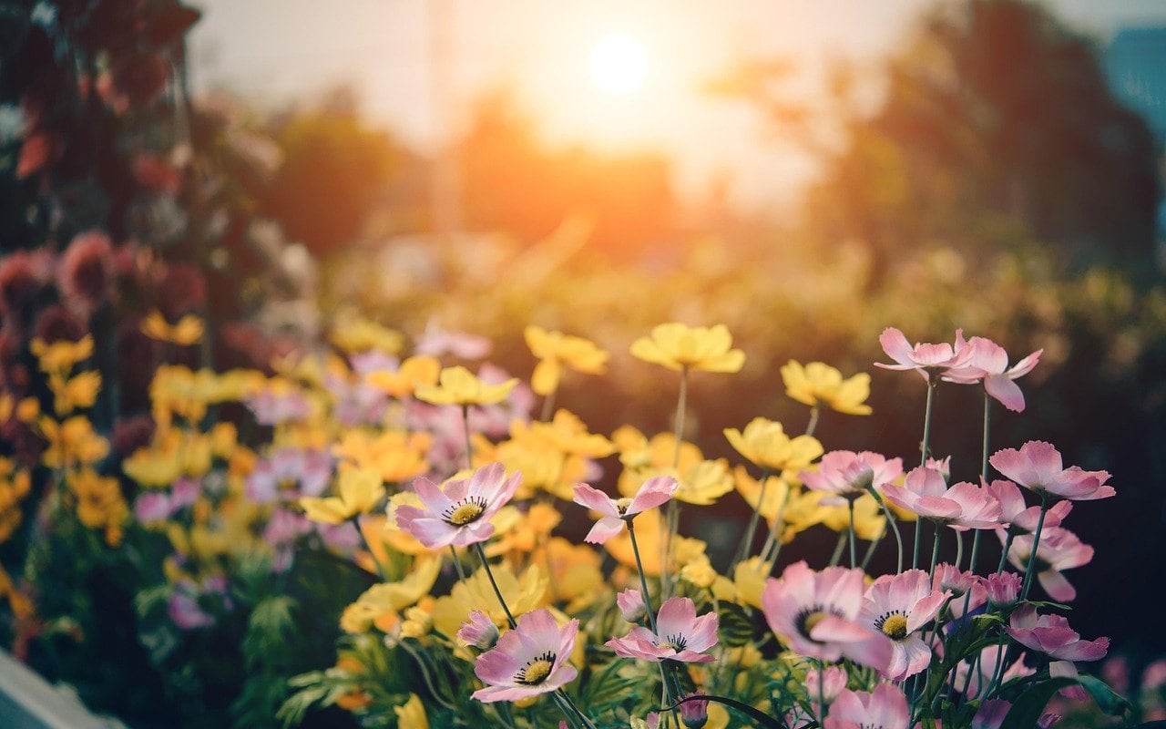 Un campo de flores rosas y amarillas en flor bajo la luz del sol, con un fondo borroso y un sol brillante en el cielo.