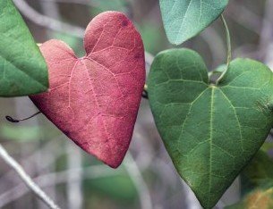 Primer plano de dos hojas en forma de corazón, una roja y otra verde, unidas a tallos con ramas y follaje borrosos al fondo.
