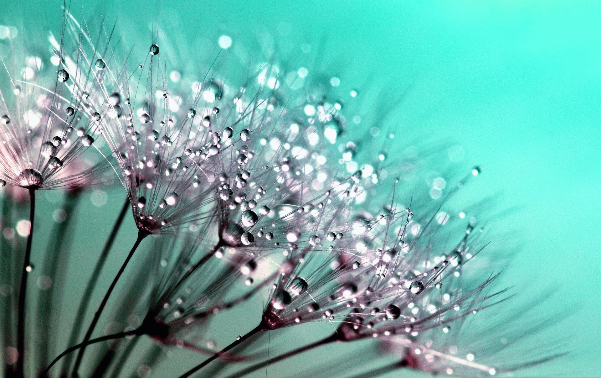 Primer plano de semillas de diente de león cubiertas de gotas de agua sobre un fondo turquesa suave, con la luz reflejándose en las gotas.