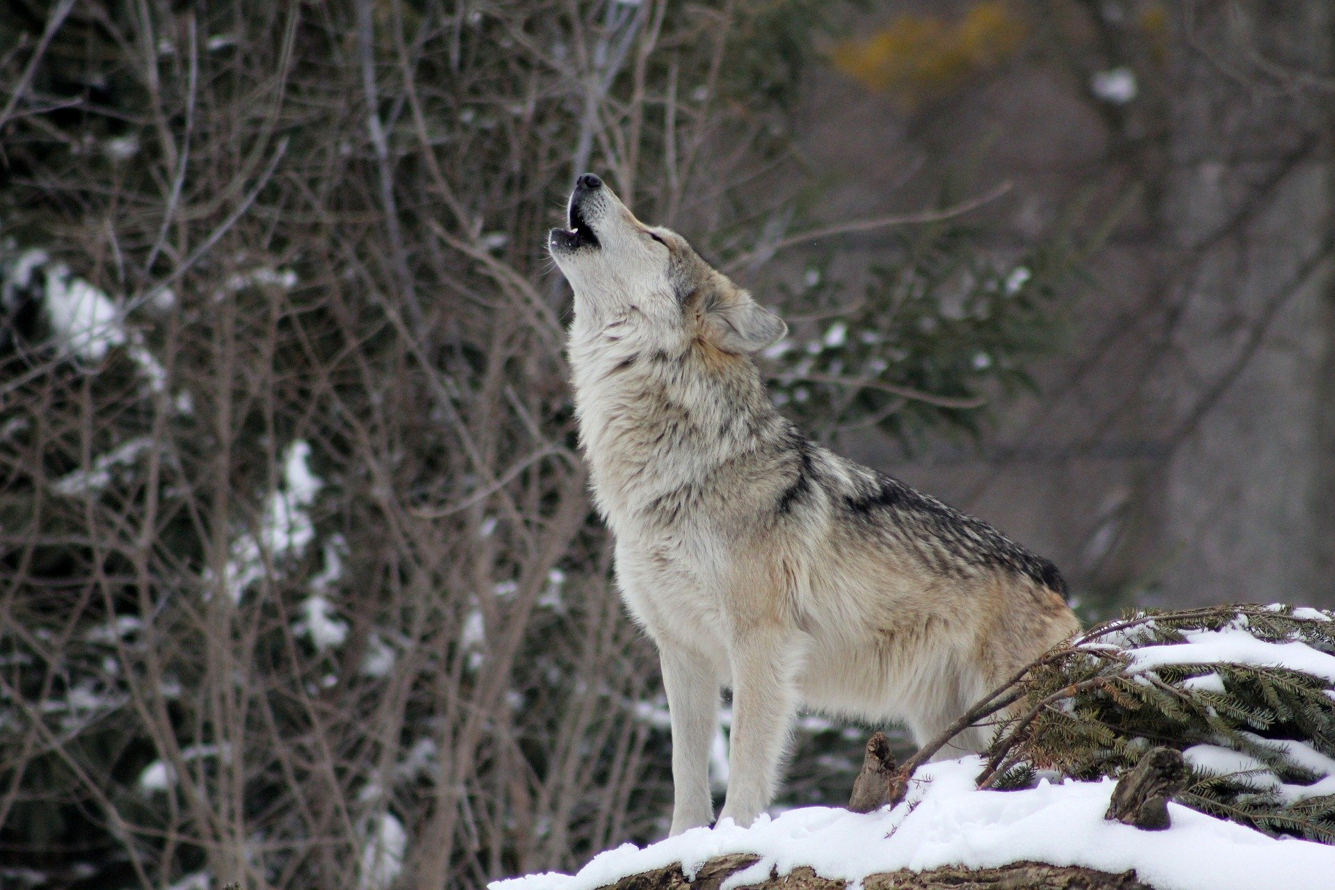 Un lobo se alza sobre una superficie nevada, aullando con la cabeza levantada, rodeado de árboles desnudos y follaje invernal.